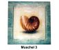 Bild mit Muschel