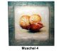 Bild mit Muschel