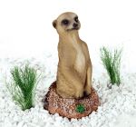 Erdmännchen