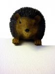 Igel